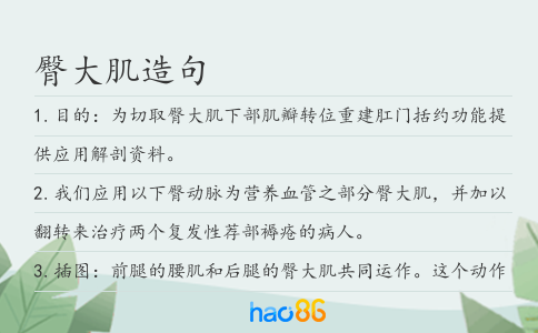 臀大肌造句